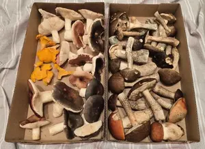 Fund aus Hannovers Nordosten; Foto Christine 8.10.25