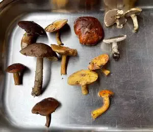 Fund nach erstem Regen; Foto Daniel 10.10.26