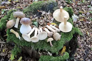 Birkenpilze, Steinpilz, Mönchsköpfe (von links); Foto Gisela 27.10.26