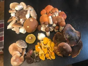 Fund von Hahn mit Steinpilzen, Rotkappen, Maronenröhrlingen und Flockenstieligen Hexen; Foto Jürgen 17.10.25