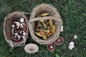 Goldröhrlinge, Parasol, Flaschenstäublinge, Wiesenchampignons; Foto Hans-Jürgen 26.10.26