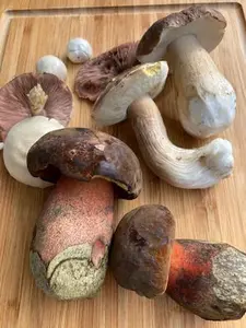 Steinpilze, Flockenstielige Hexen, Anischampignons; Foto Hans 20.9.26 