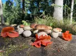 Fund von Steinpilzen und Rötlichen Gallerttrichtern; Foto Heiko 12.9.25