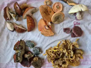 Gesamtfund von Charlotte und Jörn; Foto Jörn 9.11.25