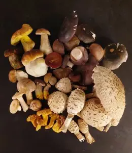 Fund mit zwei kleinen Möcnhsköpfen (li. unten); Foto Martin 25.9.26