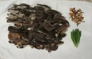 Austernpilze, Winterrüblinge, Bärlauch; Foto Michael 21.2.26