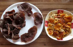 Große Judasohren, normale Samtfußrüblinge; Foto Michael 23.12.25