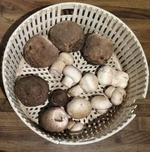 Fund mit Parasolen und Großsporigen Chanpignons; Foto Michael 30.10.25