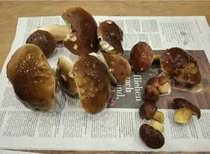 Fund mit Steinpilzen und Maronen; Foto Onno 15.11.25