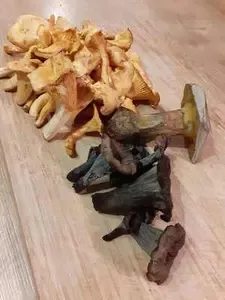 Spätfund mit Pfifferlingen, Totentrompeten und Flocki; Foto Peter 15.11.25