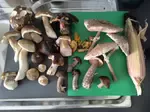 Fund mit schönen Steinpilzen; Foto Philipp 13.9.25
