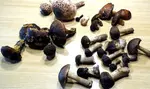 Fund mit 13 jungen Birkenpilzen; Foto Sepp 12.9.25