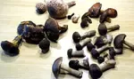 Fund mit 13 jungen Birkenpilzen; Foto Sepp 12.9.25