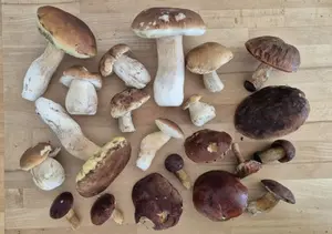 Steinpilze, Maroneröhrlinge; Foto Tim 10.10.26