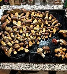 Vielel Maronen, dazu ein Edelreizker, 2 Täublinge, 3 Butterpilze und ein Häufchen Kuhröhrlinge; Foto Uwe 28.10.26