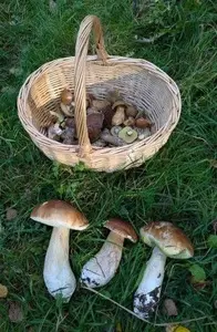 Drei Steinpilze und Pilzkorb; Foto Véronique 27.10.26