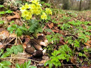 Hochgerippte Morcheln; Foto Philipp 10.4.26