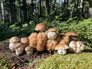 Schöner Gesamtfund mit knackigen Steinpilzen; Foto Heiko 5.9.26