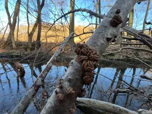 Ungenießbarer Haselbecherling oder Haselkleibecherling; Foto Heiko 29.12.25
