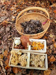 Prächtiger Herbstfund im prächtigen Wald; Foto Verena 20.10.25