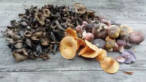 Herbsttrompeten, Frauentäublinge, Lachsreizker; Foto Matthias 19.10.25