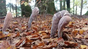 Herkuleslriesenkeulen; Foto Matthias 19.10.25