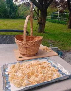 Zerkleinerte Krause Glucke, Korb; Foto Thomas 22.9.26 