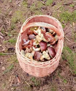 Korb wiegend mit Maronenröhrlingen; Foto Oliver 19.11.25