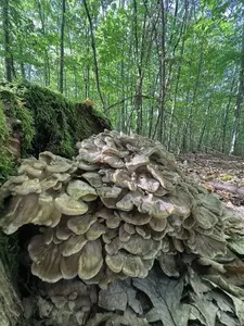Klapperschwamm; Foto Heiko 7.10.26