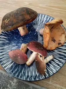 Ein Flockenstieliger Hexenröhrling, zwei Rote Heringstäublinge, ein Purpubrauner Ledertäubling und ein Edelreizker; Foto Frank 27.9.26