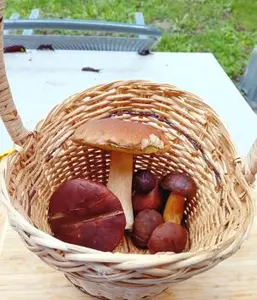 Koerbchen mit Maronen und Steinpilz; Foto Thomas 23.10.26