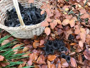 Körbchen mit Totentrompeten; Foto Jürgen 11.11.25