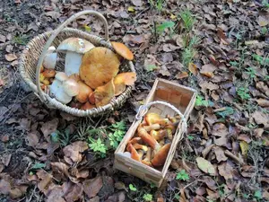 Zwei Körbe aus dem Deister; Foto Gisela 20.10.26