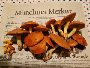 Körnchenröhrlinge; Foto Wendelin 29.9.26