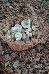 Korb mit Sommersteinpilzen; Foto Martin 5.9.26