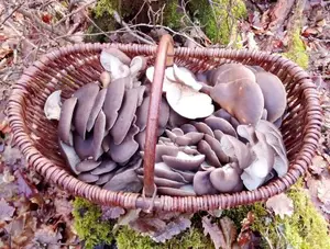 Herrlicher Korb voller Austernseitlinge; Foto Oliver 12.2.26