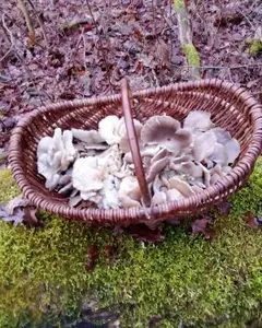Korb mit Austernpilzen; Foto Oliver 22.12.25