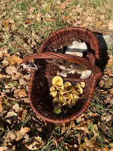 Korb mit Forstschnecklingen und Austernpilzen; Foto Volkmar 19.11.25