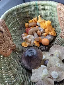 Korb mit Schwarzfaserigen Ritterlingen; Foto Heidrun 2.11.25