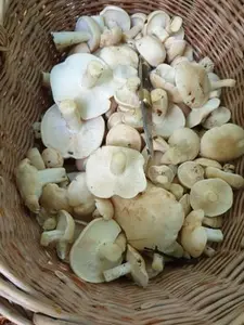 Korb mit vielen Maipilzen; Foto Agnes 15.5.26
