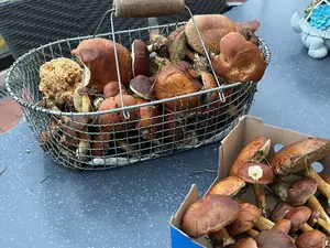 Drahtkorb voller Maronen; Foto Klaus 10.11.25