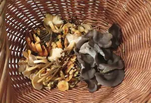 Korb mit Austernpilzen und Judasohren; Foto Michael 13.12.25