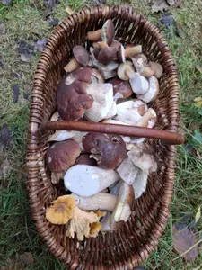 Korb mit Steinpilzen, Maronen und Pfifferilngen; Foto Onno 31.10.26