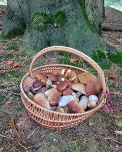 Korb voller schöner Röhrlinge; Foto Verena 3.10.26