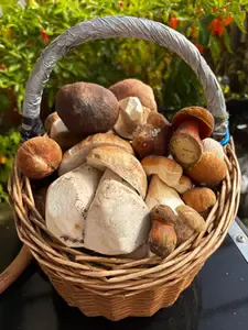 Korb mit Steinpilzen; Foto Armin 28.9.26