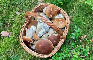 Zwischenbilanz: Der erste Korb ist mit Steinpilzen gefüllt; Foto Markus 16.9.26