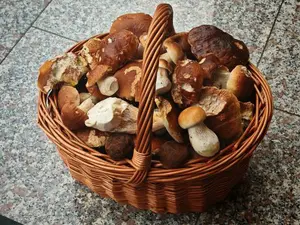 Korb voll mit Steinpilzen; Foto Martin/Eschweiler 9.10.25