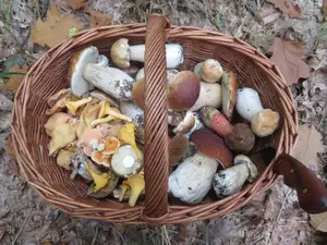 Korb mit vielen Steinpilzen; Foto Michael 15.10.25
