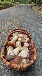 Korb mit Steinpilzen; Foto Tim 28.9.25