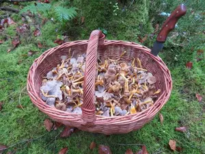 Korb mit Trompetenpfifferlingen; Foto Michael 12.11.25